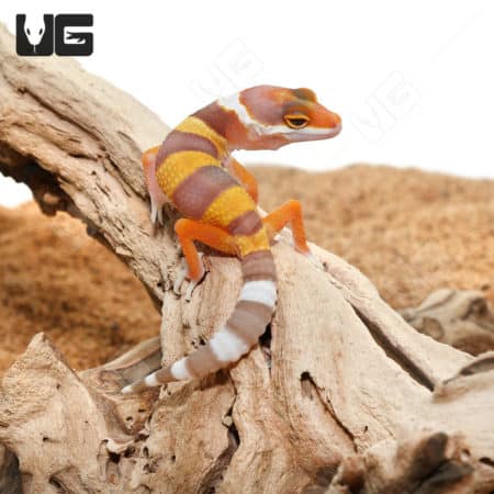 Baby Rainwater Leopard Geckos (Eublepharis macularius) For Sale - Underground Reptiles