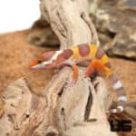 Baby Rainwater Leopard Geckos (Eublepharis macularius) For Sale - Underground Reptiles
