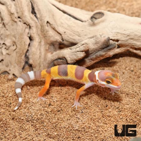 Baby Rainwater Leopard Geckos (Eublepharis macularius) For Sale - Underground Reptiles