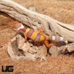 Baby Rainwater Leopard Geckos (Eublepharis macularius) For Sale - Underground Reptiles