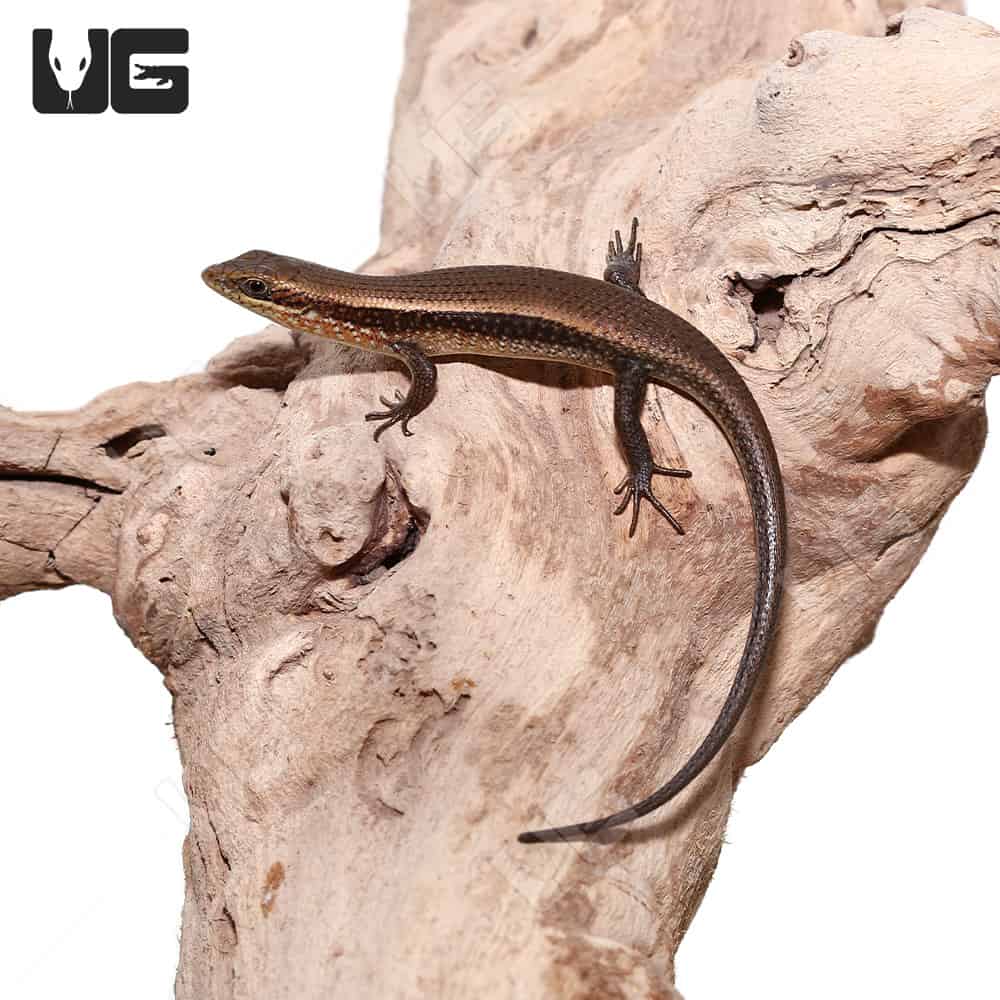 Red Sided Skinks (Trachylepis perrotetii) for sale