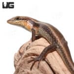 Red Sided Skinks (Trachylepis perrotetii) for sale