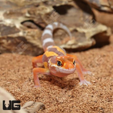 Baby Tangerine Rainwater Clown Leopard Geckos (Eublepharis macularius) For Sale - Underground Reptiles
