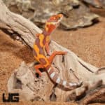 Baby Tangerine Rainwater Clown Leopard Geckos (Eublepharis macularius) For Sale - Underground Reptiles