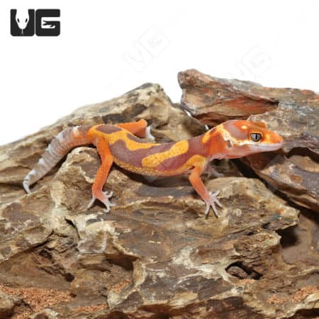 Baby Tangerine Rainwater Clown Leopard Geckos (Eublepharis macularius) For Sale - Underground Reptiles