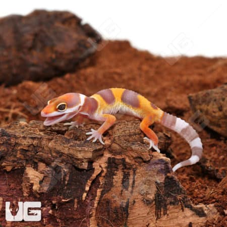 Baby Tangerine Rainwater Leopard Geckos (Eublepharis macularius) For Sale - Underground Reptiles