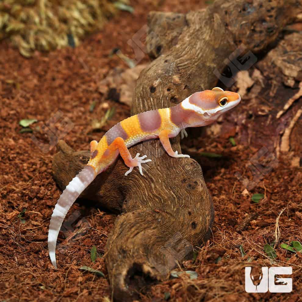 Baby Tangerine Rainwater Leopard Gecko For Sale Underground Reptiles