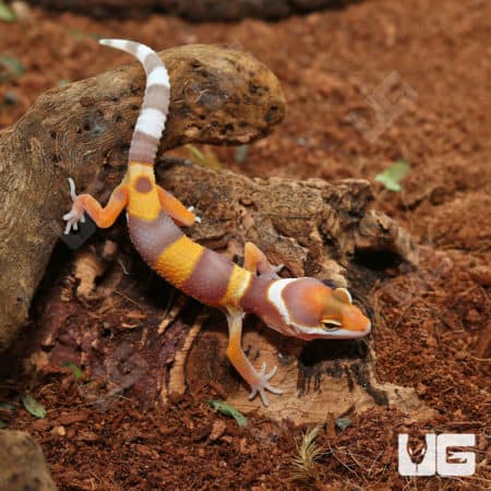 Baby Tangerine Rainwater Leopard Gecko on soil and wood log.