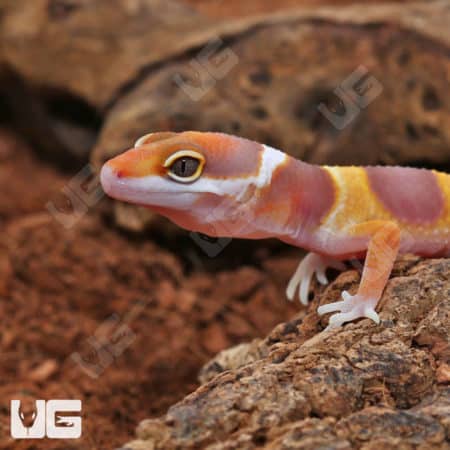 Baby Tangerine Rainwater Leopard Geckos (Eublepharis macularius) For Sale - Underground Reptiles