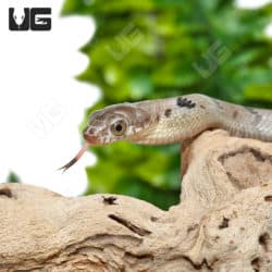 Yellow bellied puffing Snakes (Pseustes sulphureus) for sale