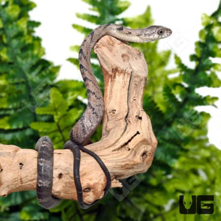 Yellow bellied puffing Snakes (Pseustes sulphureus) for sale
