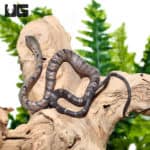 Yellow bellied puffing Snakes (Pseustes sulphureus) for sale