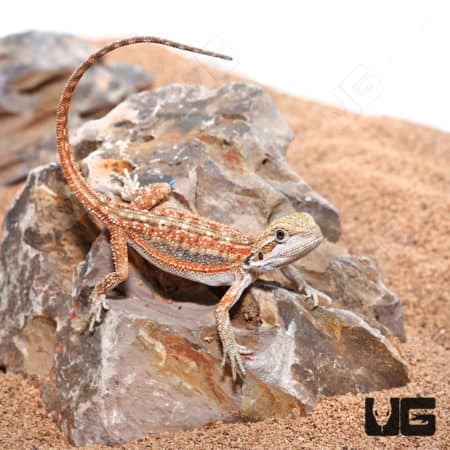 Baby Inferno Dunner Bearded Dragons (Pogona vitticeps) For Sale - Underground Reptiles