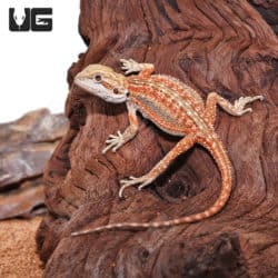 Baby Inferno Dunner Bearded Dragons (Pogona vitticeps) For Sale - Underground Reptiles