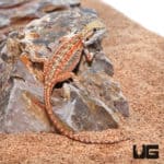 Baby Inferno Dunner Bearded Dragons (Pogona vitticeps) For Sale - Underground Reptiles