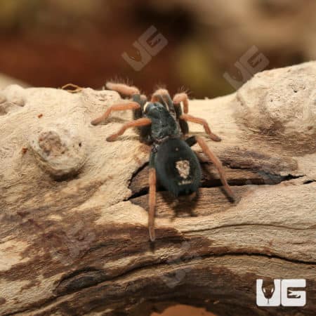 Brazilian Dwarf Pink-leg Tarantula (Kochiana brunnipes) for sale