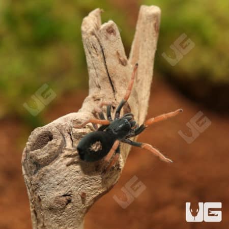 Brazilian Dwarf Pink-leg Tarantula (Kochiana brunnipes) for sale