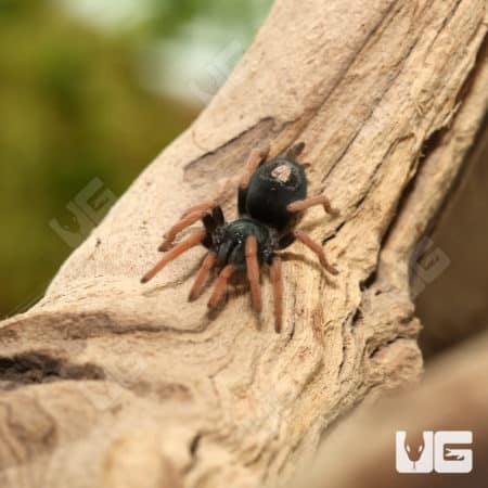 Brazilian Dwarf Pink-leg Tarantula (Kochiana brunnipes) for sale
