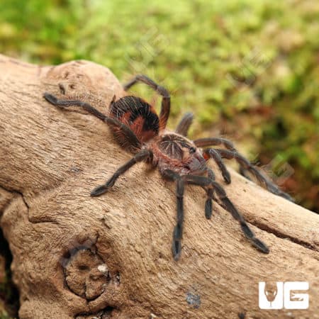 Brazilian Pink Bloom Tarantula (Pamphobeteus Platyomma) for sale