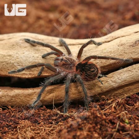 Brazilian Pink Bloom Tarantula (Pamphobeteus Platyomma) for sale