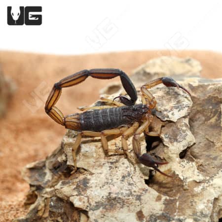 Central American Bark Scorpions (CENTRUROIDES MARGARITATUS) for sale