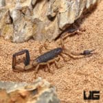 Central American Bark Scorpions (CENTRUROIDES MARGARITATUS) for sale