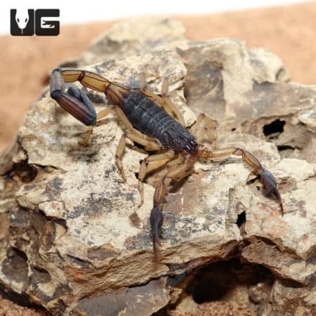 Central American Bark Scorpions (CENTRUROIDES MARGARITATUS) for sale