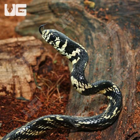 Baby Guyana Tiger Ratsnakes (Spilotes pullatus) for sale