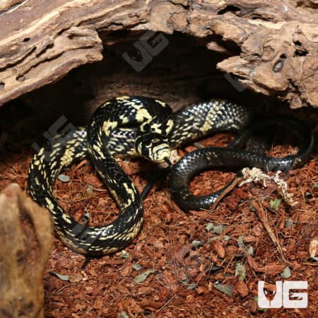 Baby Guyana Tiger Ratsnakes (Spilotes pullatus) for sale