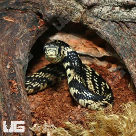 Baby Guyana Tiger Ratsnakes (Spilotes pullatus) for sale