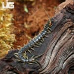 Central American Blue Centipede (Scolopendra Viridis) For Sale - Underground Reptiles