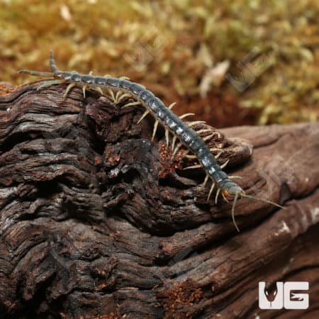 Central American Blue Centipede crawling on wood, close-up.
