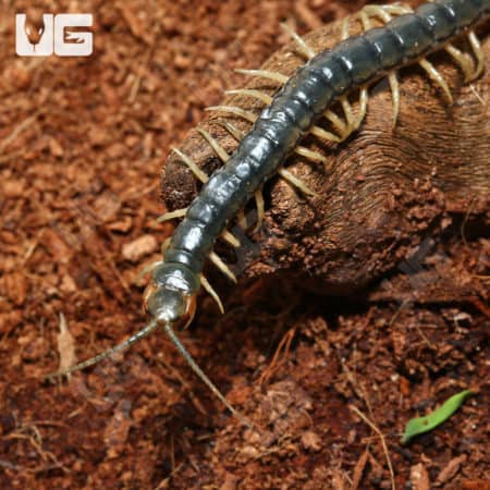 Central American Blue Centipede (Scolopendra Viridis) For Sale - Underground Reptiles