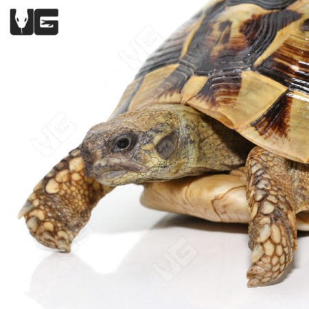 Hermann's Tortoises (Testudo hermanni) for sale