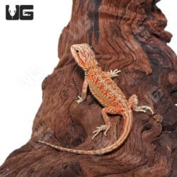 Baby Hypo Inferno Translucent Dunner Bearded Dragons (Pogona vitticeps) For Sale - Underground Reptiles