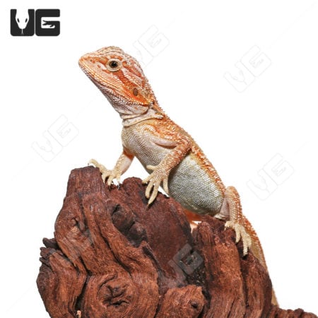 Baby Hypo Inferno Translucent Dunner Bearded Dragons (Pogona vitticeps) For Sale - Underground Reptiles