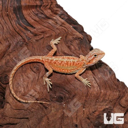 Hypo Inferno Translucent Dunner Bearded Dragon on wood background.