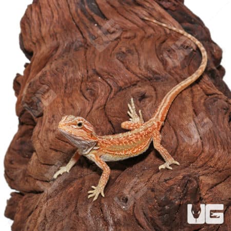 Baby Hypo Inferno Translucent Dunner Bearded Dragons (Pogona vitticeps) For Sale - Underground Reptiles