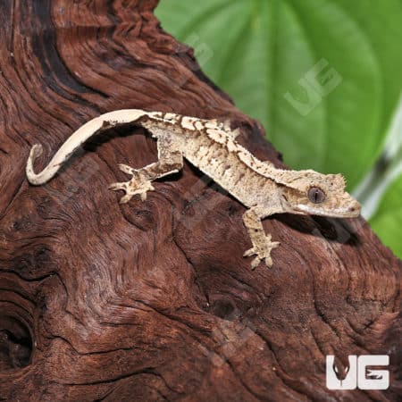 Juvenile Creamy Extreme Harlequin Crested Gecko #5(Correlophus ciliatus) For Sale - Underground Reptiles