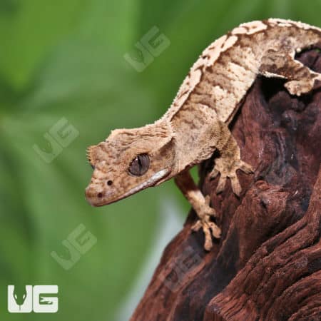 Harlequin Crested Gecko on wood branch, juvenile Creamy Extreme morph.