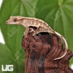 Juvenile Creamy Extreme Harlequin Crested Gecko #5(Correlophus ciliatus) For Sale - Underground Reptiles