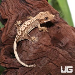Juvenile Creamy Extreme Harlequin Crested Gecko #5(Correlophus ciliatus) For Sale - Underground Reptiles