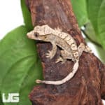 Juvenile Creamy Extreme Harlequin Crested Gecko #4(Correlophus ciliatus) For Sale - Underground Reptiles