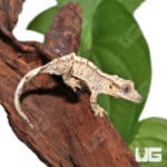 Juvenile Creamy Extreme Harlequin Crested Gecko #4(Correlophus ciliatus) For Sale - Underground Reptiles