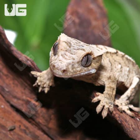 Close-up of juvenile Creamy Harlequin Crested Gecko on branch.
