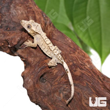 Juvenile Creamy Extreme Harlequin Crested Gecko #4(Correlophus ciliatus) For Sale - Underground Reptiles