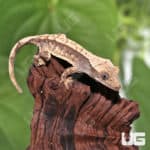 Juvenile Creamy Extreme Harlequin Crested Gecko #6(Correlophus ciliatus) For Sale - Underground Reptiles
