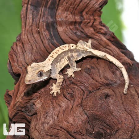 Juvenile Creamy Extreme Harlequin Crested Gecko on wood branch.