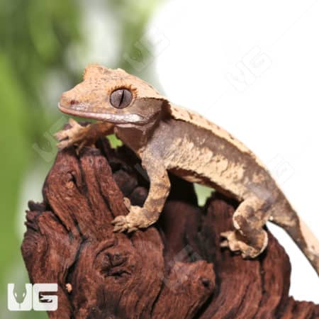 Juvenile Creamy Extreme Harlequin Crested Gecko #6(Correlophus ciliatus) For Sale - Underground Reptiles