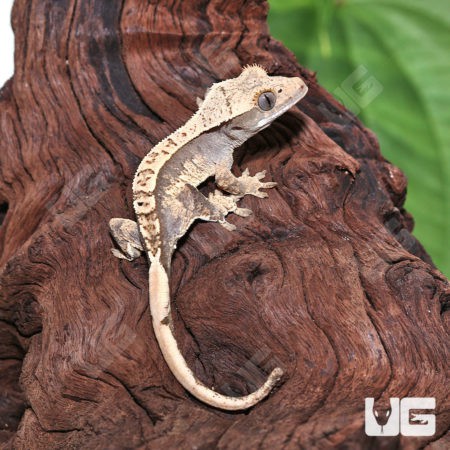 Juvenile Creamy Extreme Harlequin Crested Gecko #6(Correlophus ciliatus) For Sale - Underground Reptiles